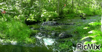 ruisseau dans les fougères - GIF animado grátis