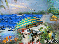 Le petit chien au chapeau - GIF animasi gratis