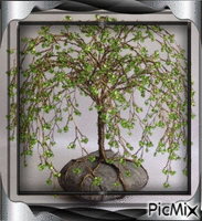 Framed Tree Of Life - GIF เคลื่อนไหวฟรี