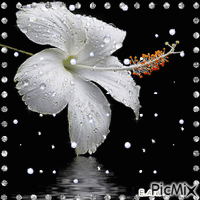 Flores animirani GIF
