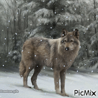 wolf - Animovaný GIF zadarmo
