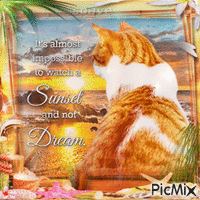 Summer sunset sea cat - GIF animé gratuit