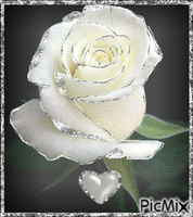 Rosa blanca - Bezmaksas animēts GIF