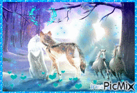 *couple de loups animovaný GIF