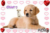 Chiot - Free animated GIF