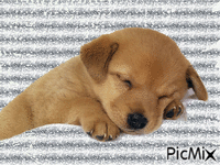 chienne - 無料のアニメーション GIF