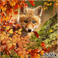 Fox - Ingyenes animált GIF