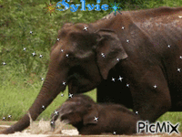 elephants ma creationa partager sylvie - Ilmainen animoitu GIF