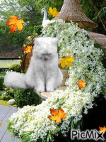 mon chat - Darmowy animowany GIF