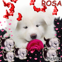 ROSA - 免费动画 GIF