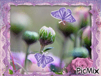 Farfalle - GIF animado grátis