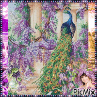 Peacock and Wysteria 4