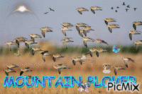Mountain Plover - GIF animate gratis
