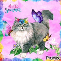 Hello Summer-Cat and butterflies - Free animated GIF