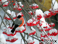 красный снегирь - Бесплатный анимированный гифка