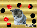 petit chat - GIF animé gratuit