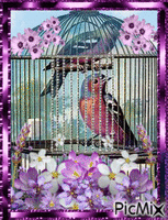 Bird Cage With Purple Flowers! - Ilmainen animoitu GIF