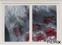 розы на снегу - Безплатен анимиран GIF