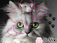 cat animovaný GIF