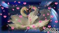 Cisnes - GIF animado gratis