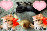 tros mimi - Free animated GIF