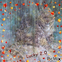 lucky 2.0 - GIF animé gratuit