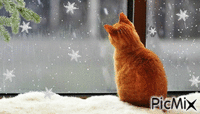 cat, snow, window - GIF animado grátis