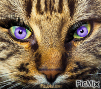 Котенце - Gratis geanimeerde GIF