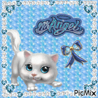 blue kitten GIF animé