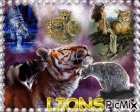 LIONS animovaný GIF