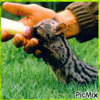 insolite - Free animated GIF