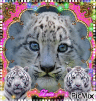 Bébé tigre blanc ♥♥♥ animovaný GIF