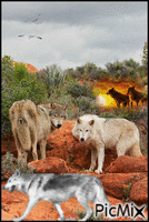 mes loups - Darmowy animowany GIF