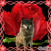 волк анимиран GIF