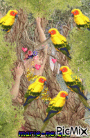 la femme et les perroquets animasyonlu GIF