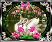 2 Swans. - GIF animé gratuit