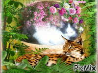 naše kočka - Bezmaksas animēts GIF