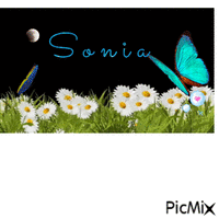 sgn sonia2022 - GIF animé gratuit