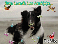 Le chien à la plage - Ingyenes animált GIF