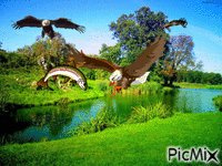 aigles - Free animated GIF