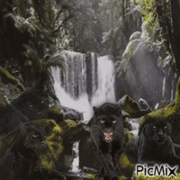 Panthère - Darmowy animowany GIF