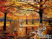 tigres - 免费动画 GIF