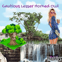 Cautious Lesser horned owl - GIF animasi gratis