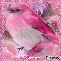 Bird in pink