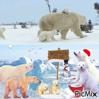 bear family - Zdarma animovaný GIF