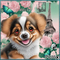 Petit chien à Paris