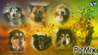 My Dogs animovaný GIF