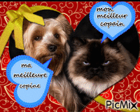 Le chien et le chat. - Darmowy animowany GIF
