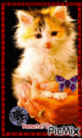 kotek na dłoni - Nemokamas animacinis gif