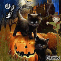 Halloween kittens-contest - Бесплатный анимированный гифка